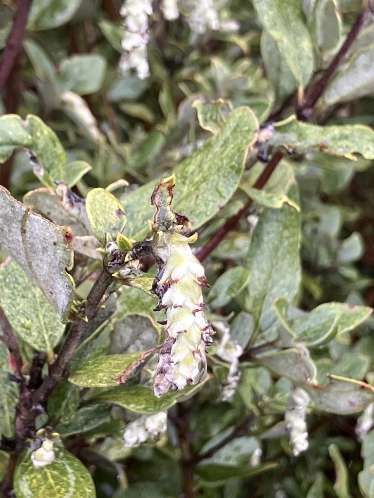 Garrya elliptica