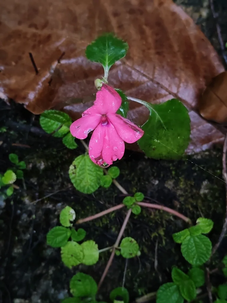 Impatiens walleriana