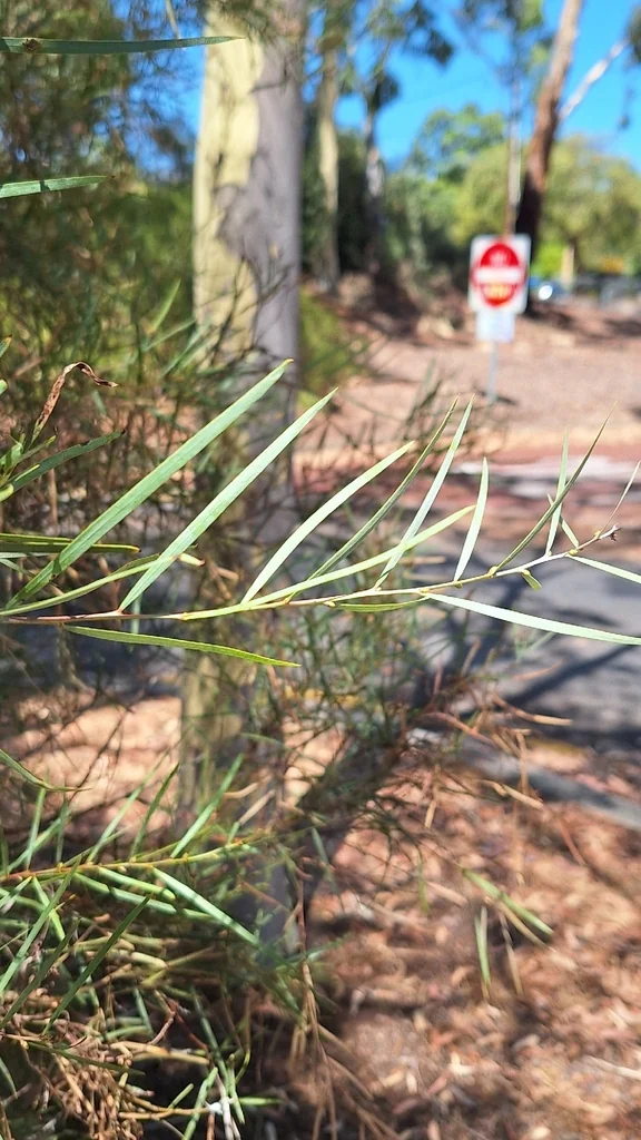 Acacia Iteaphylla