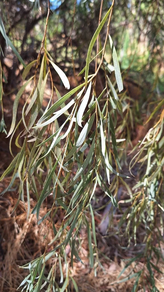 Acacia Pendula