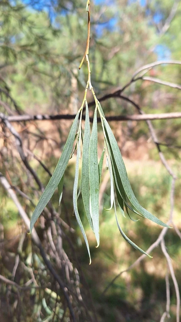 Acacia Pendula