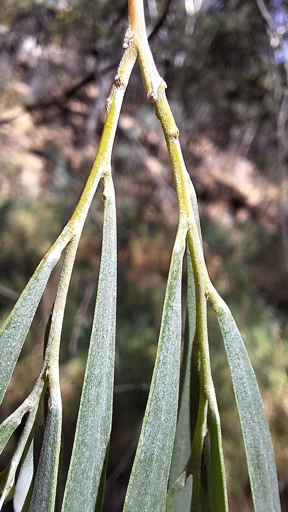 Acacia Pendula