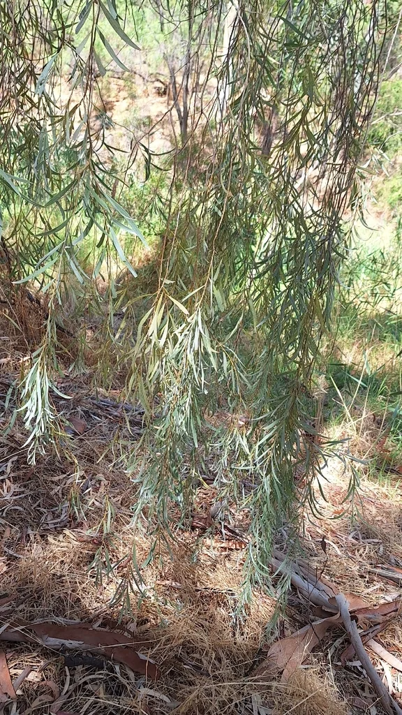 Acacia Pendula