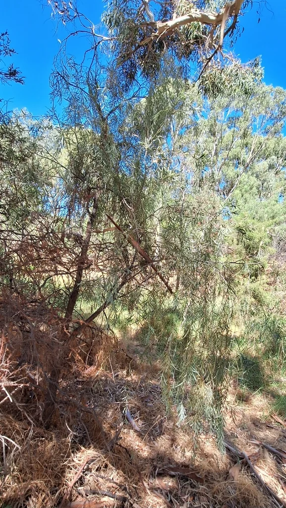 Acacia Pendula