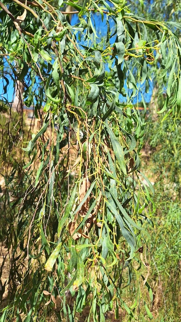 Acacia Salicina