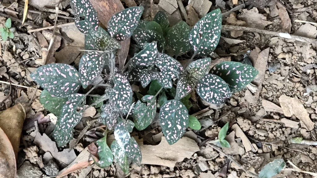 Hypoestes phyllostachya