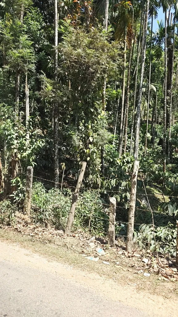 Artocarpus Heterophyllus
