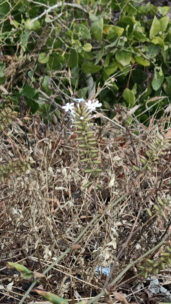 Plumbago Scandens