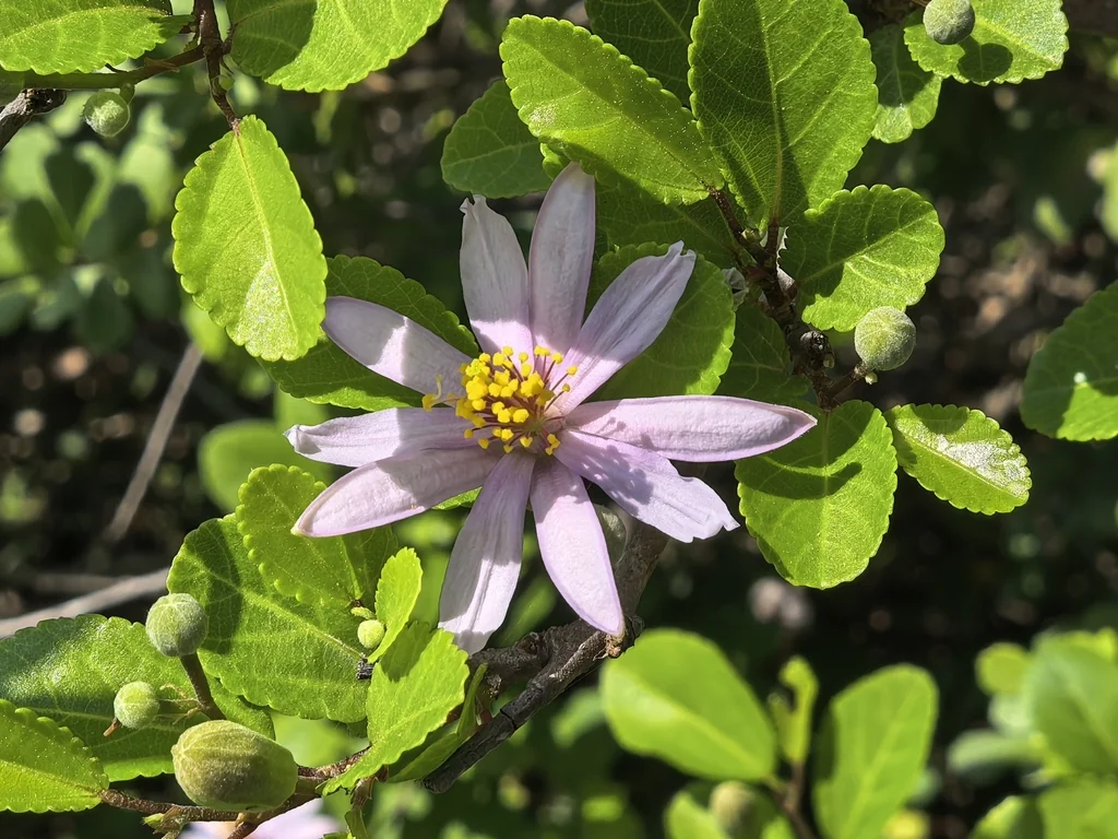 Grewia Occidentalis