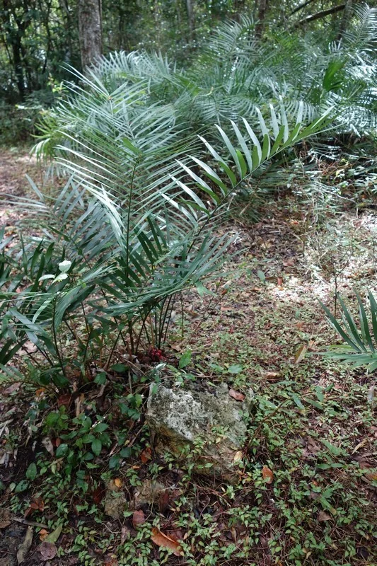 Zamia Pumila
