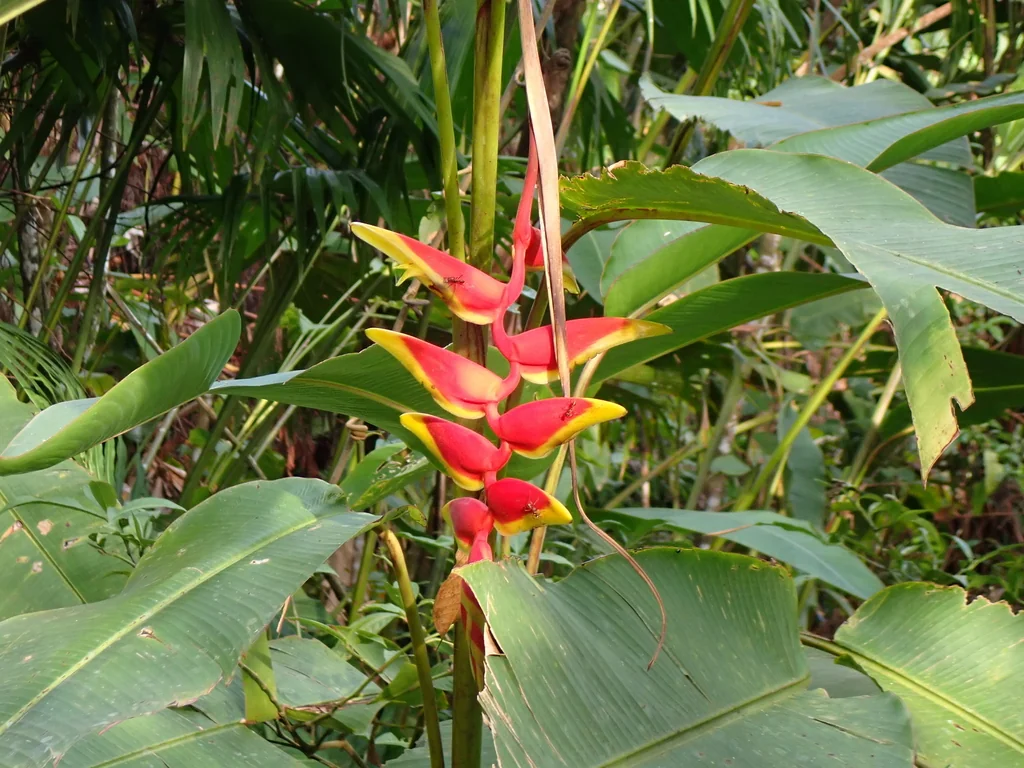 Heliconia Rostrata