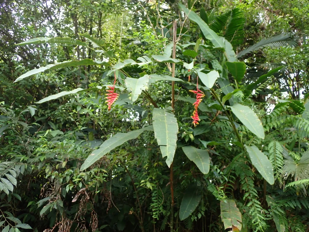 Heliconia Rostrata