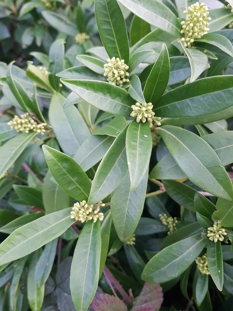 Skimmia Japonica