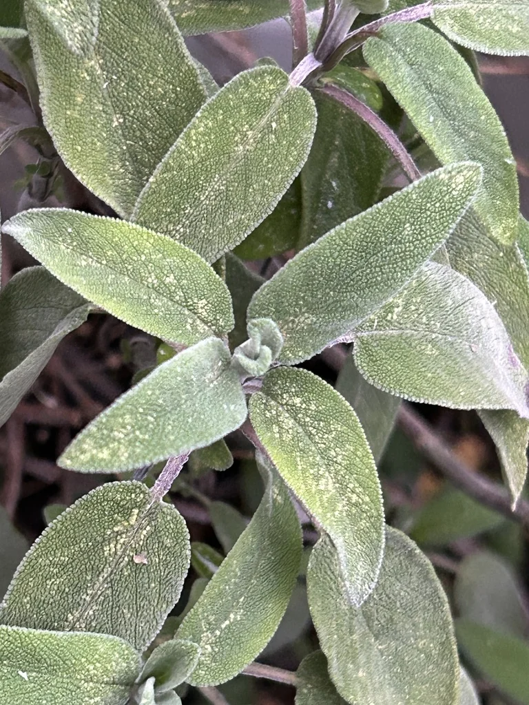 Salvia Officinalis