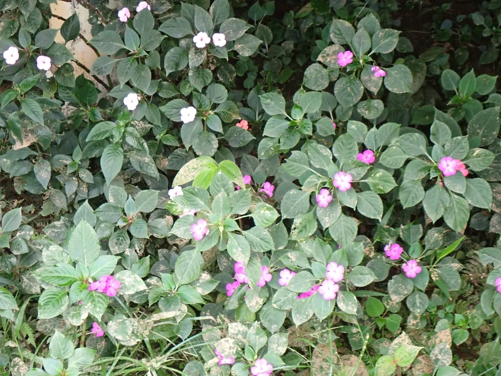 Impatiens walleriana