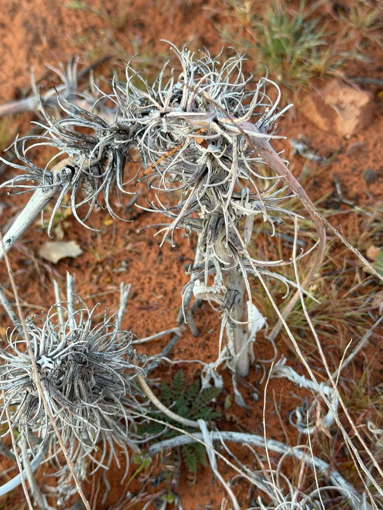 Oenothera Deltoides
