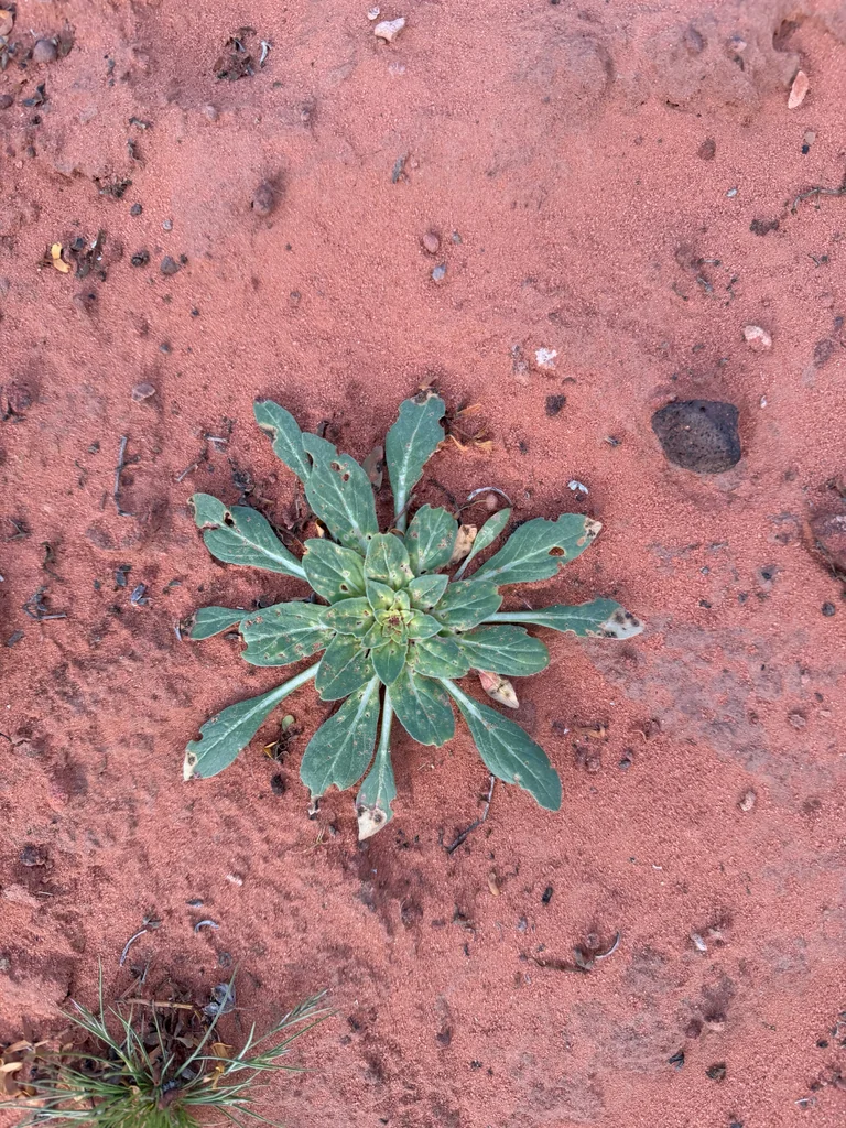 Oenothera Deltoides