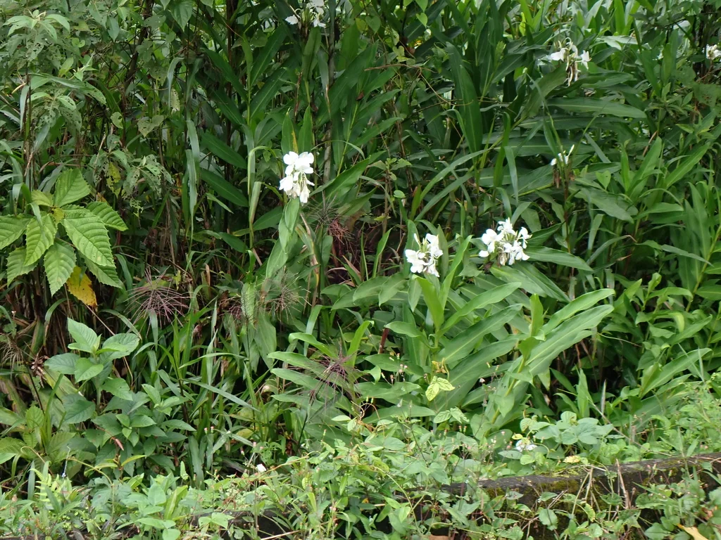 Hedychium Coronarium