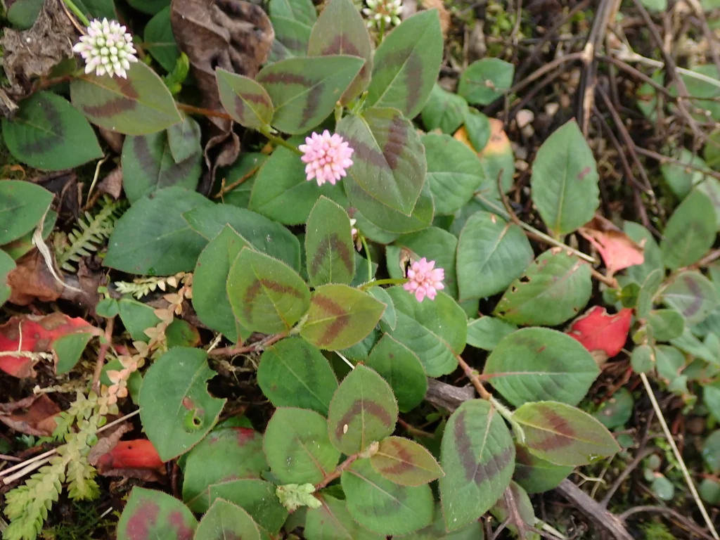Persicaria Capitata