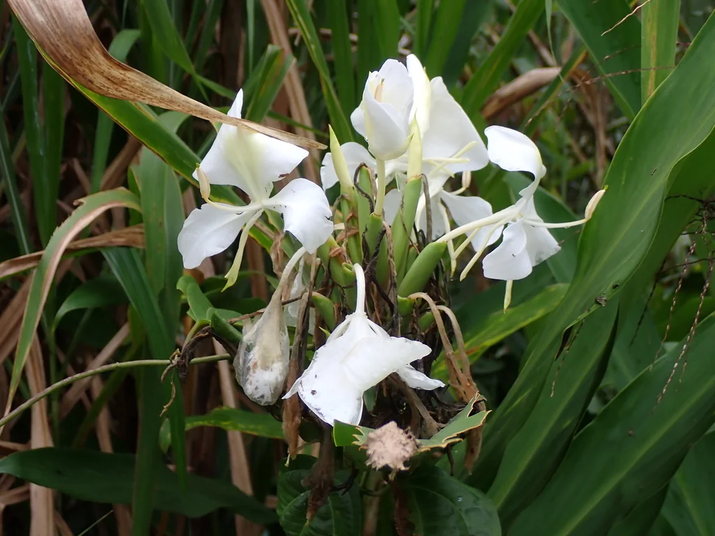 Hedychium Coronarium
