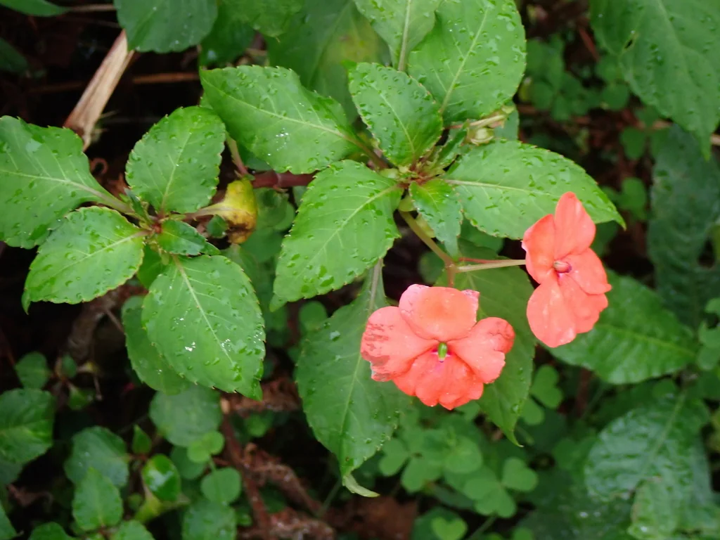 Impatiens walleriana