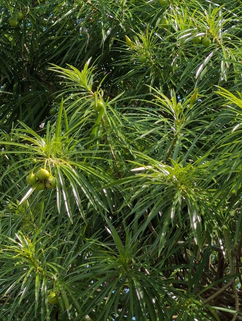 Thevetia Peruviana