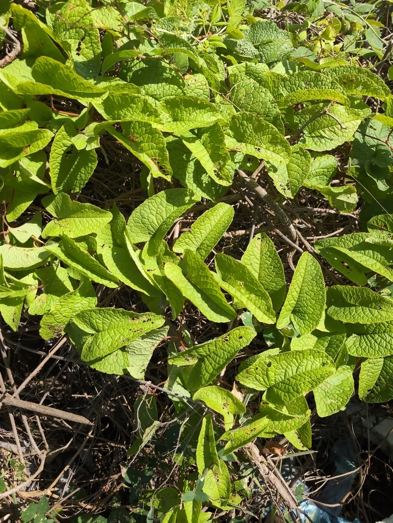 Antigonon Leptopus