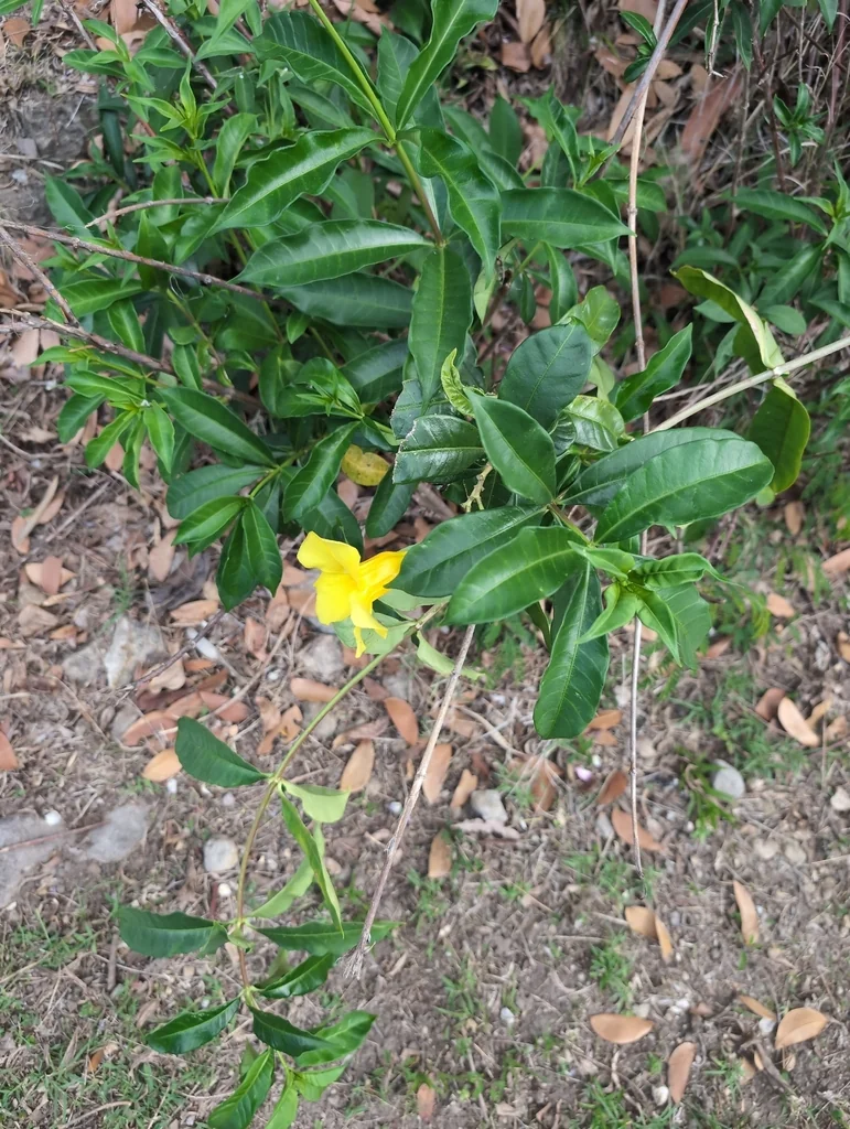 Allamanda Cathartica