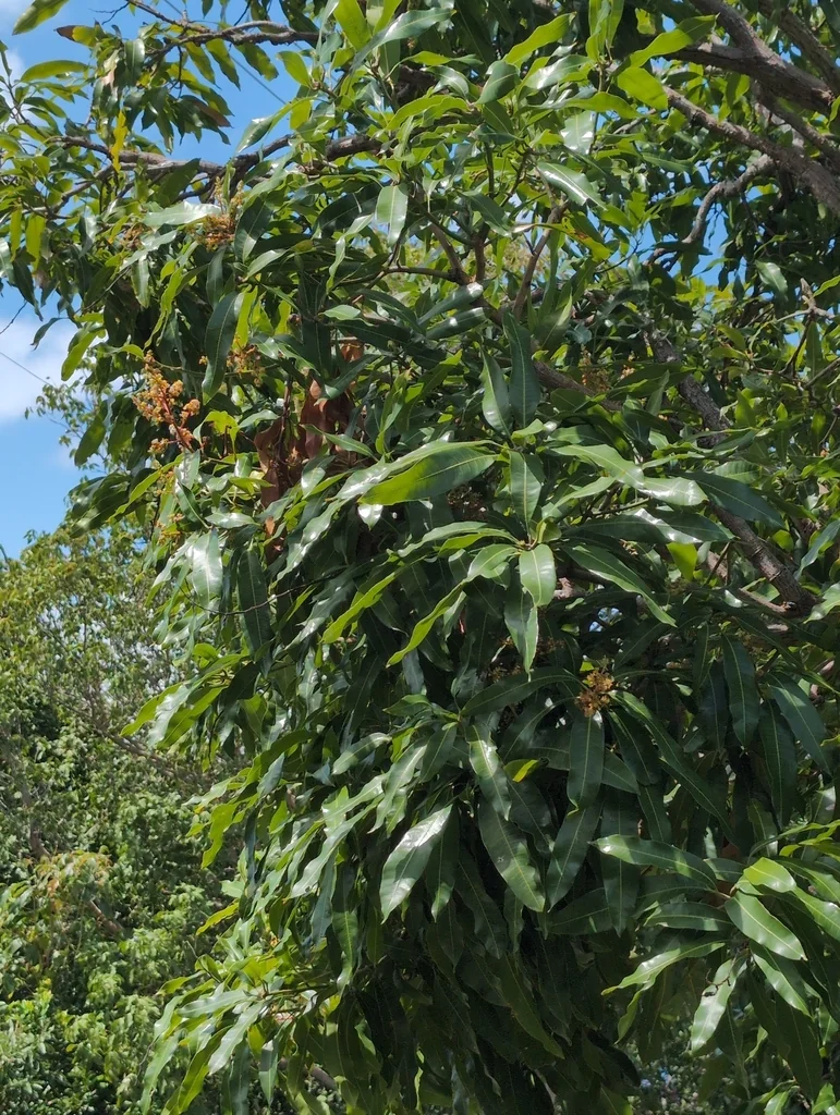 Mangifera indica