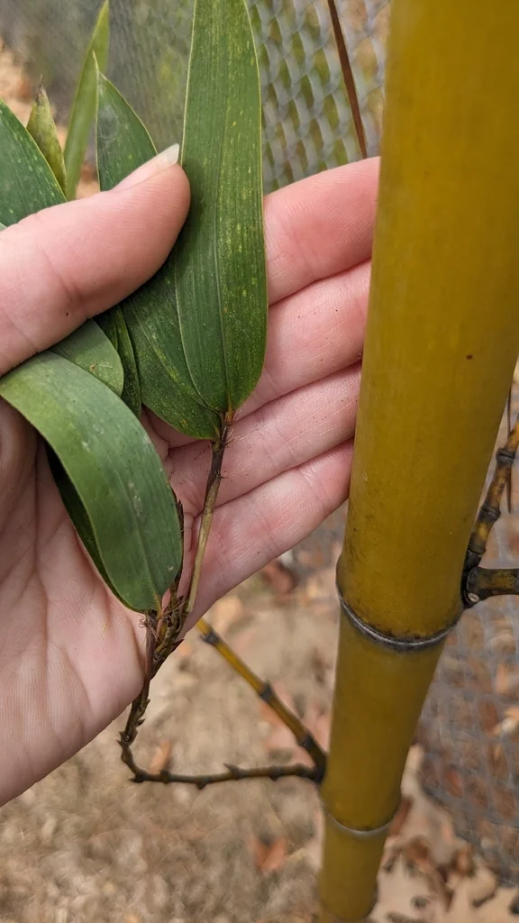 Phyllostachys Aurea