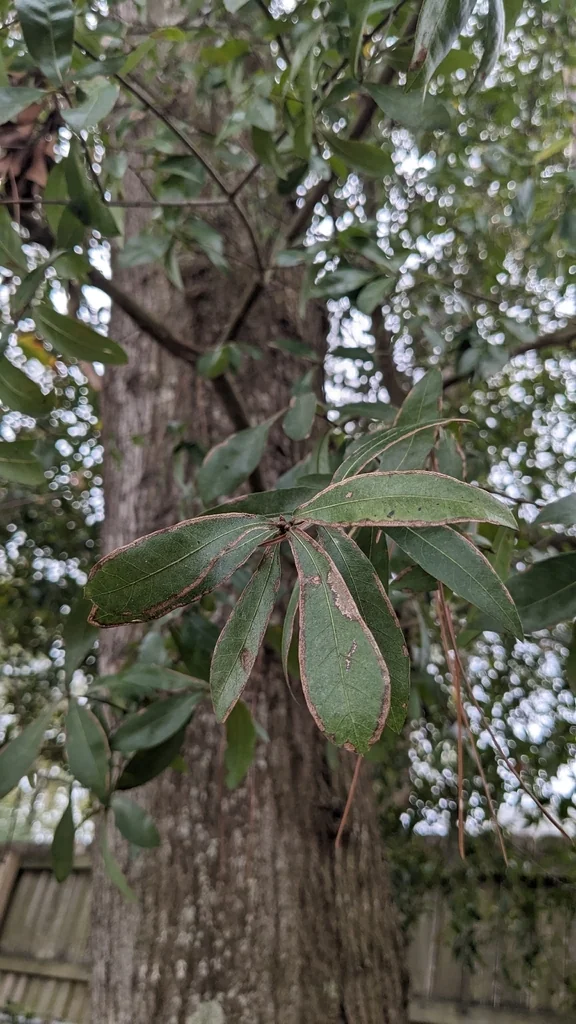 Quercus Hemisphaerica