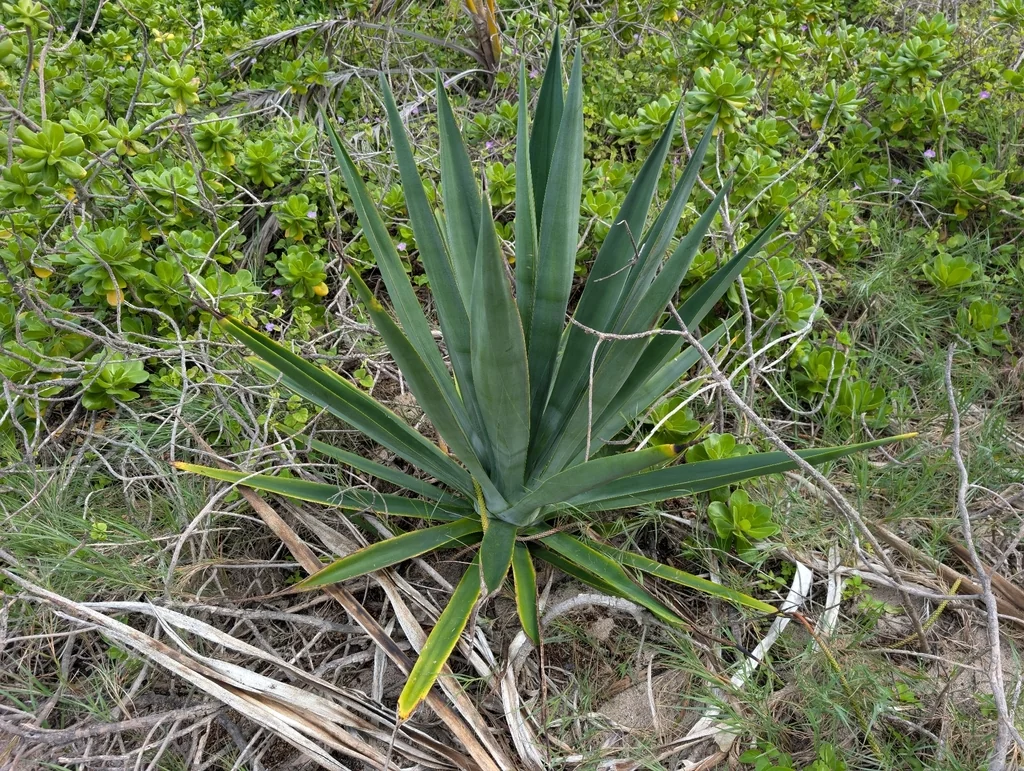Agave Sisalana