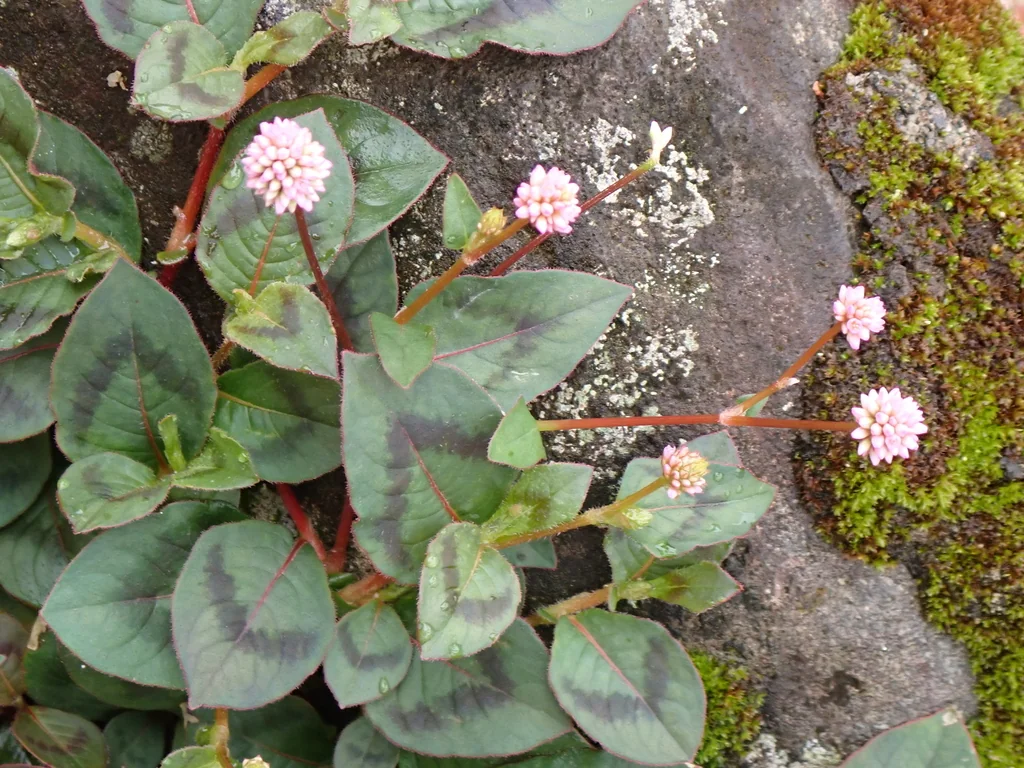 Persicaria Capitata