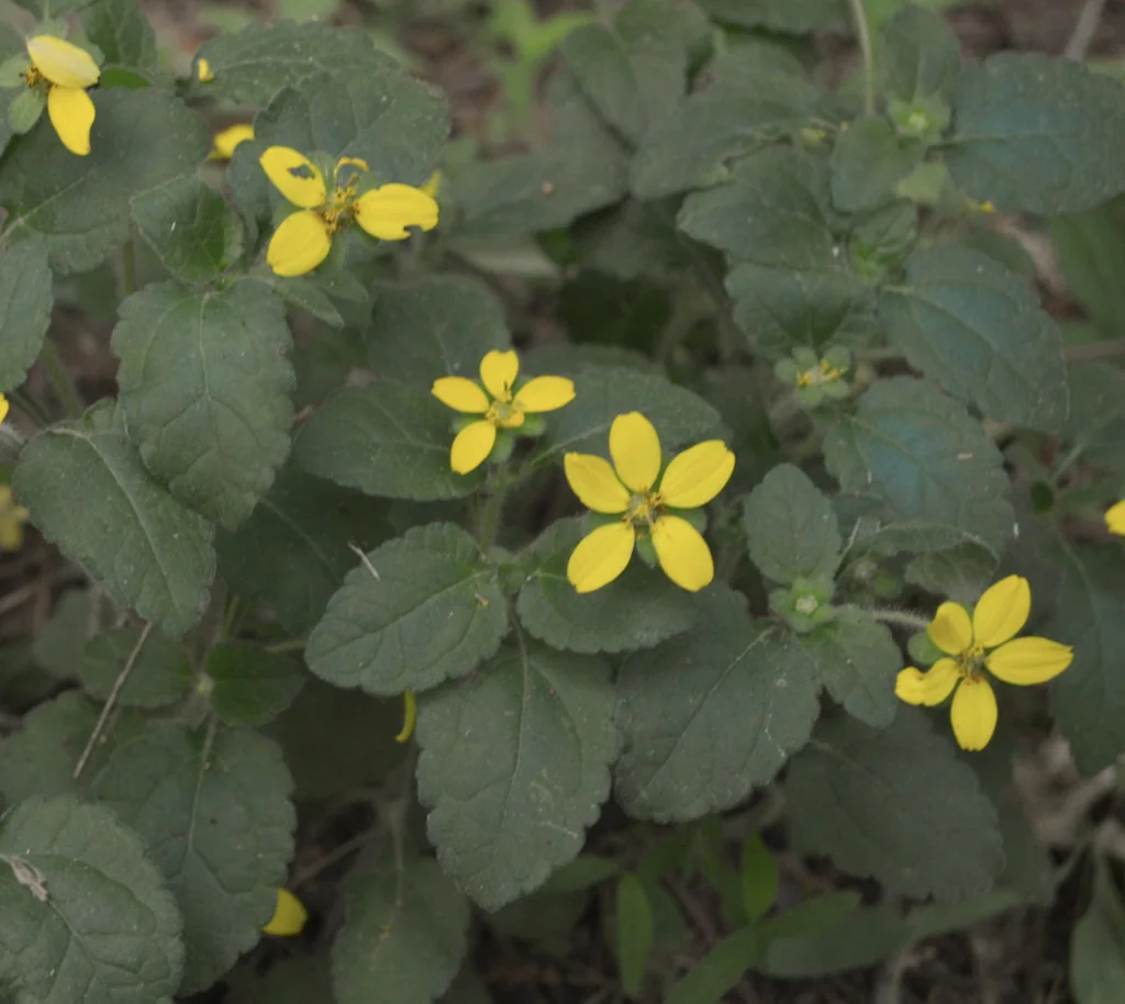Chrysogonum Virginianum