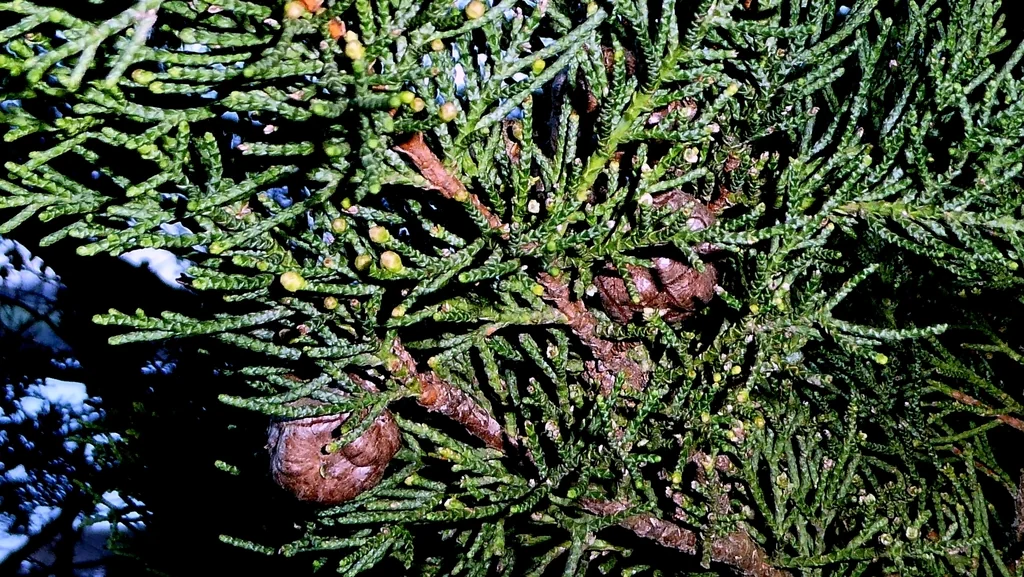 Cupressus Macrocarpa
