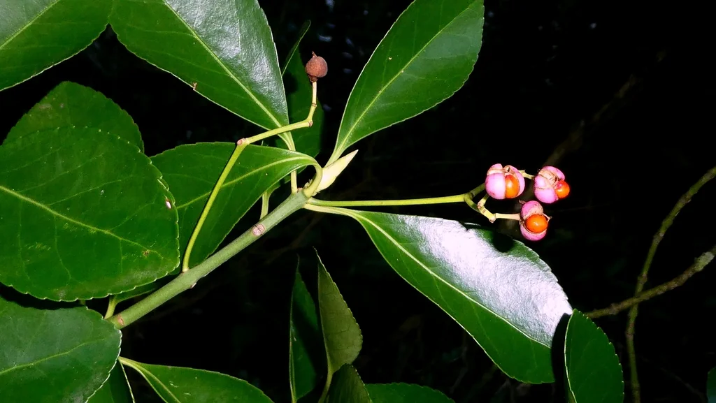 Euonymus Japonicus