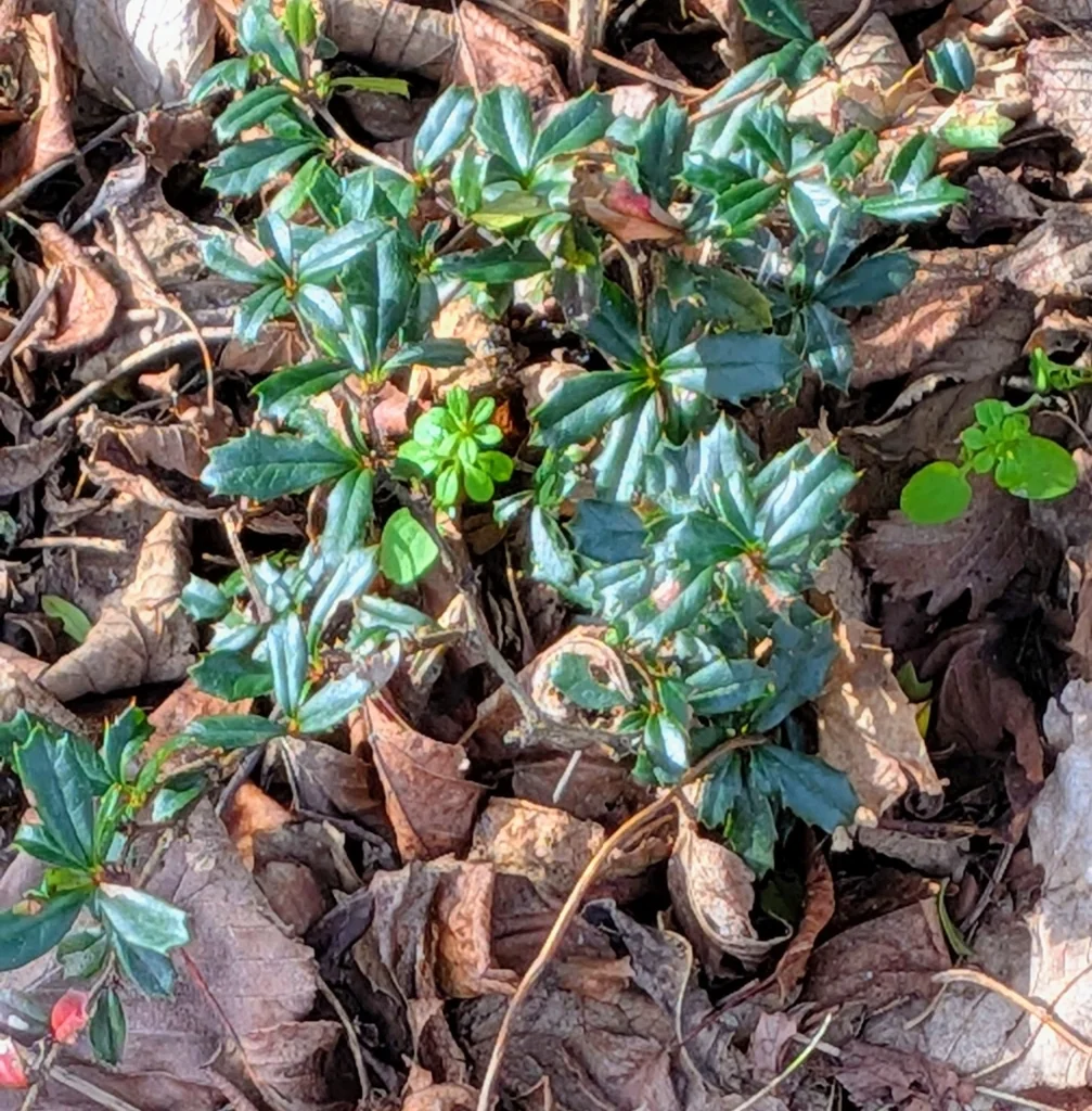 Berberis Darwinii