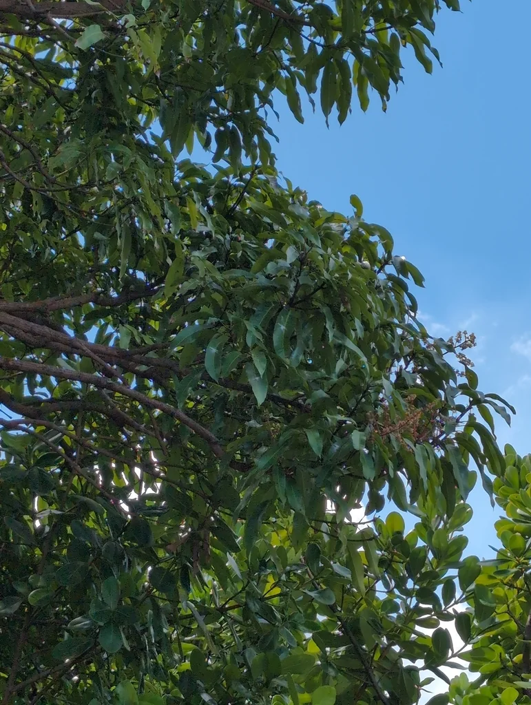 Mangifera indica