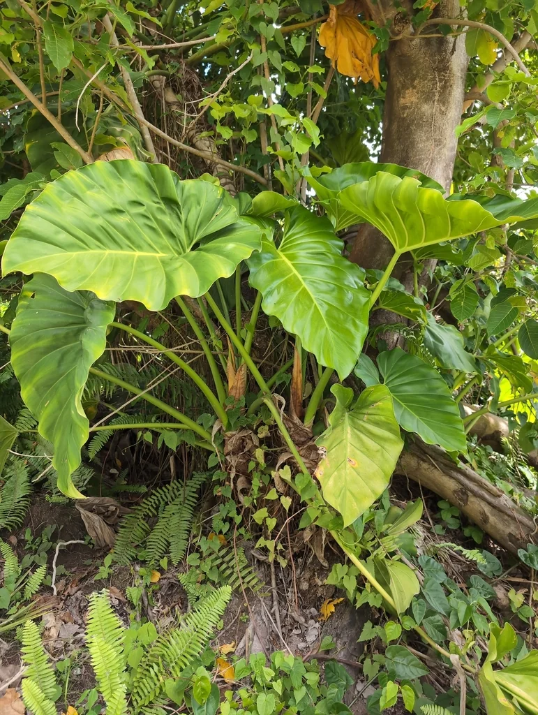Philodendron Giganteum