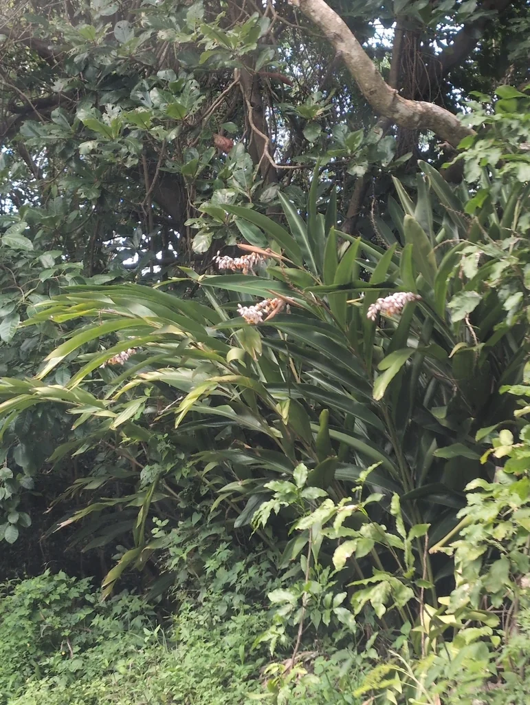 Alpinia Zerumbet