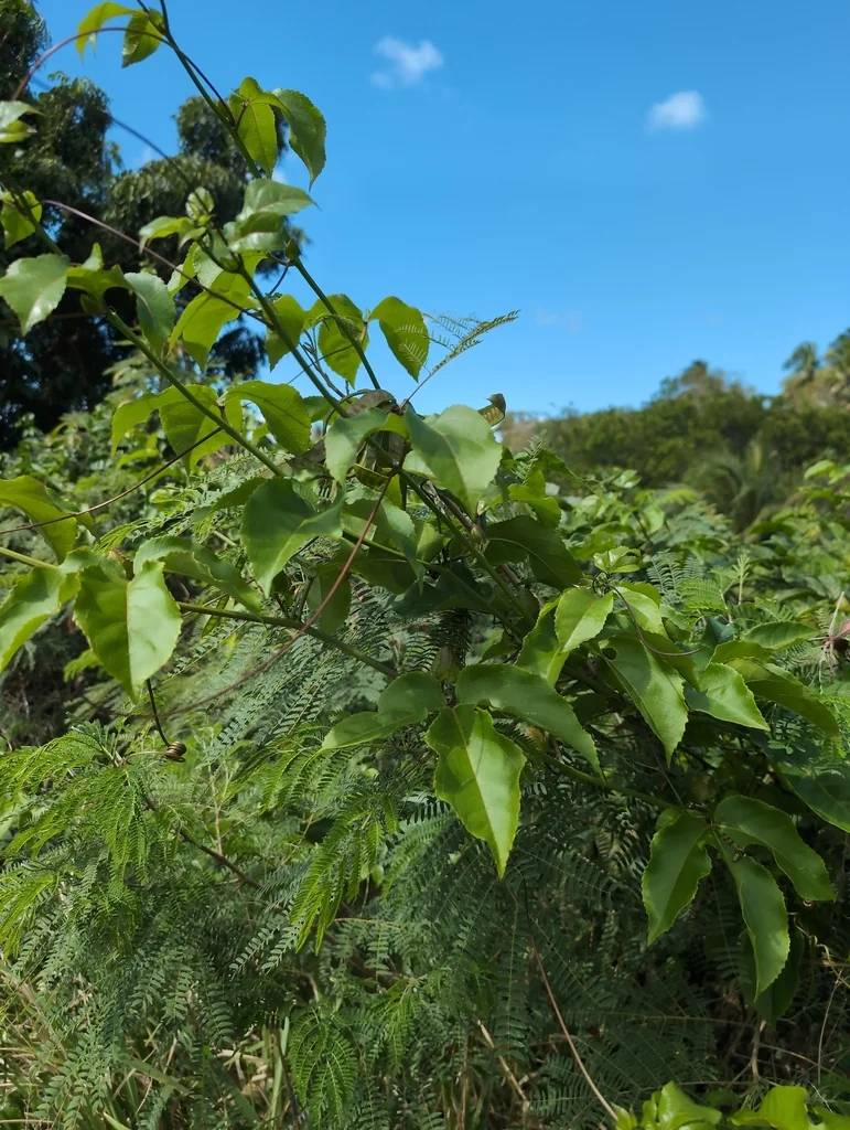 Passiflora Edulis