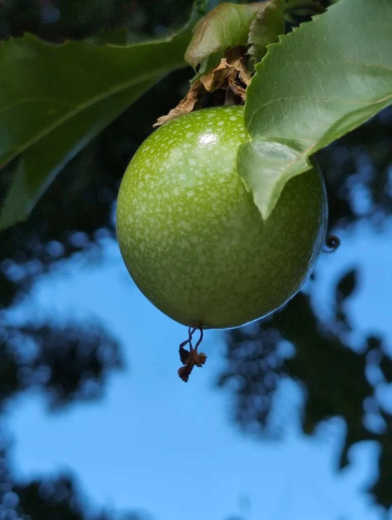 Passiflora Edulis