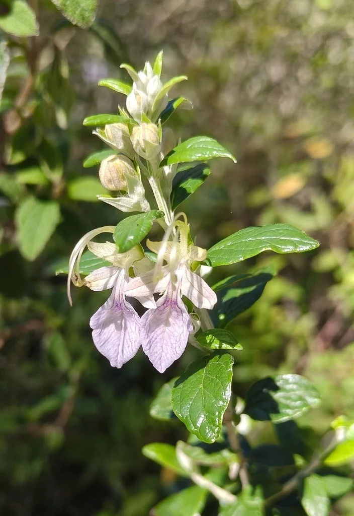 Teucrium Fruticans
