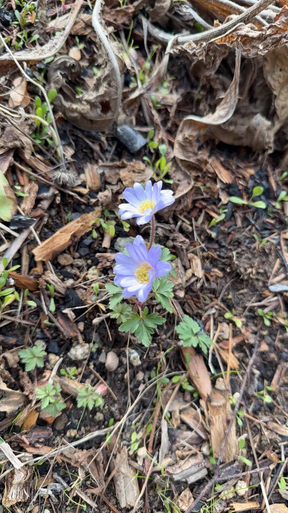 Anemone Blanda