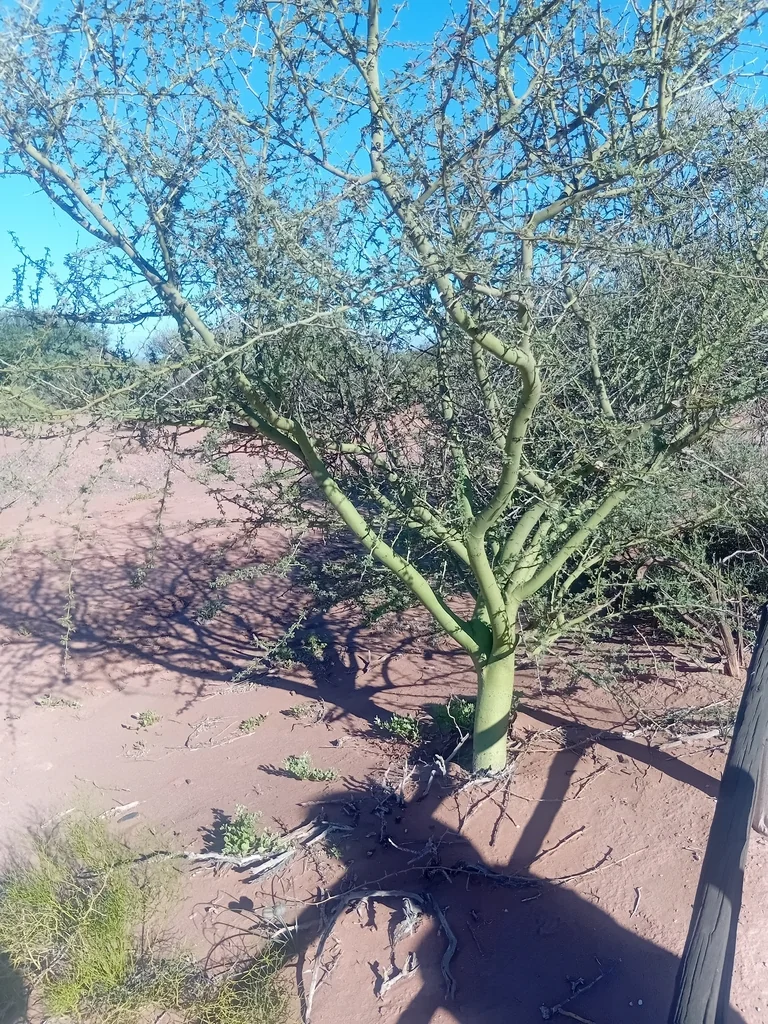 Parkinsonia Praecox