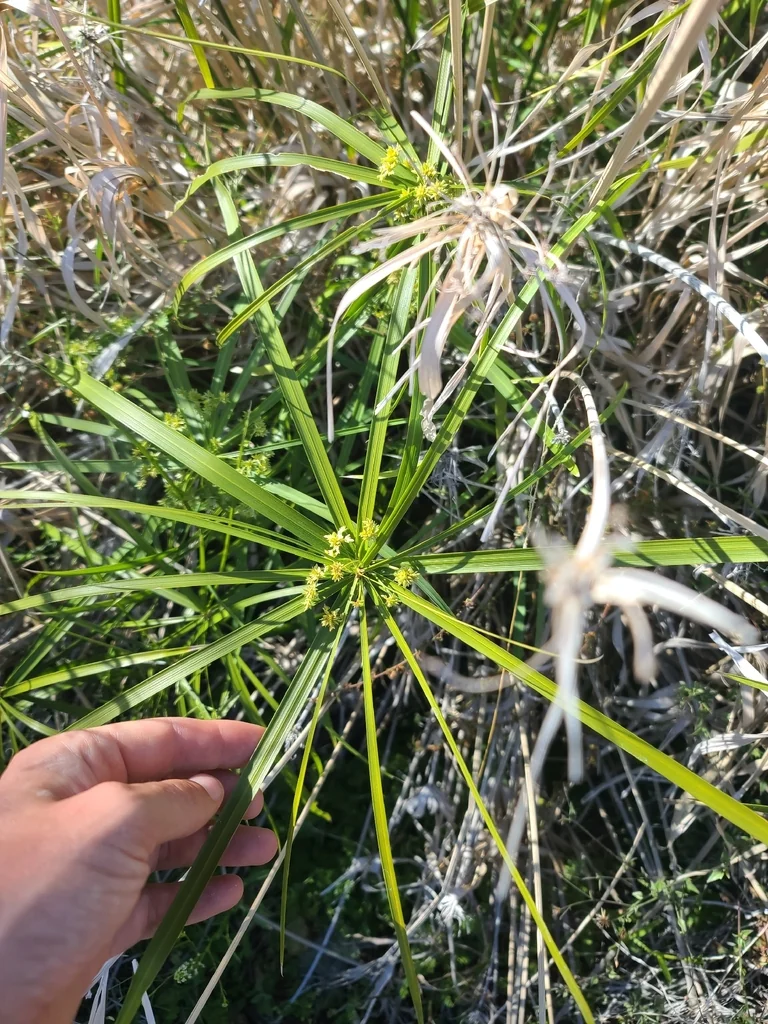 Cyperus Alternifolius