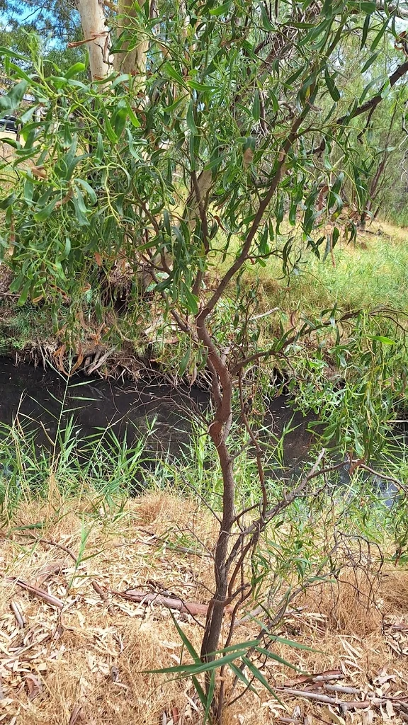 Acacia Salicina