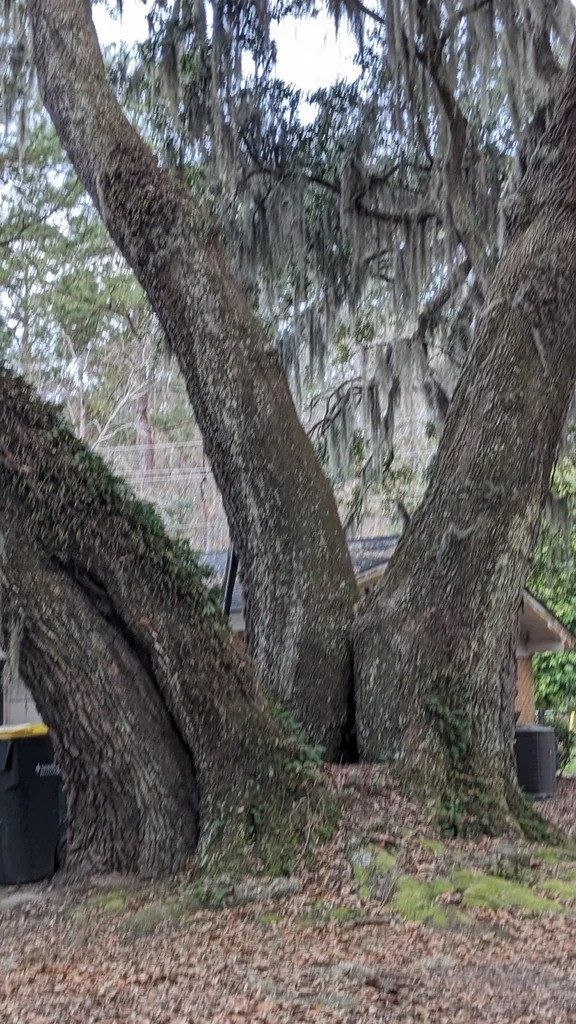Quercus Virginiana