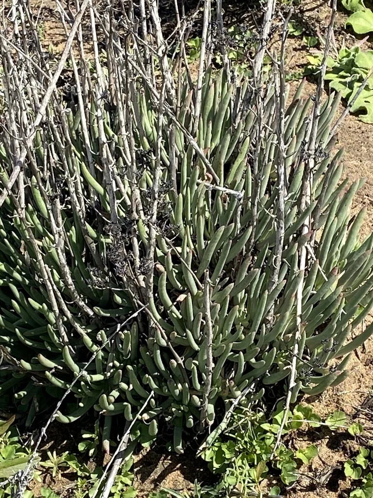 Dudleya Edulis