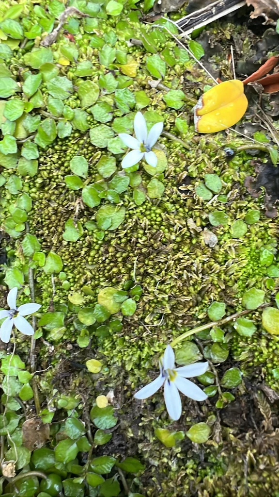 Pratia Angulata